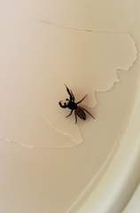 Salticidae