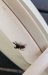 Salticidae