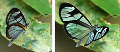 Oleria aquata