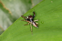 Arnoliseus