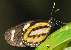 Lycorea halia discreta