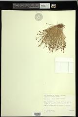 Eleocharis engelmannii