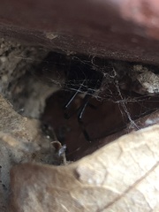 Latrodectus hesperus