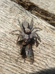 Menemerus taeniatus