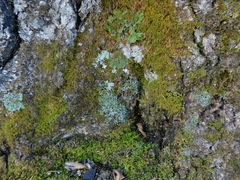 Heterodermia appalachensis