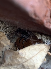 Latrodectus hesperus