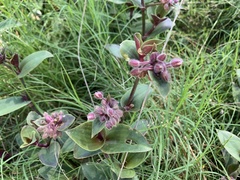 Tradescantia cerinthoides
