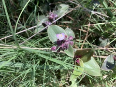 Tradescantia cerinthoides