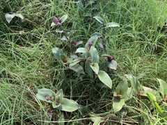 Tradescantia cerinthoides