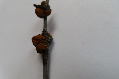 Hypogymnia austerodes