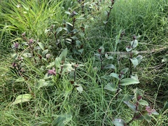 Tradescantia cerinthoides