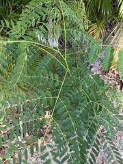 Albizia procera