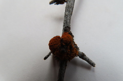 Hypogymnia austerodes