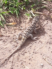 Stenocercus pectinatus