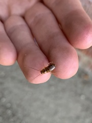 Periplaneta americana