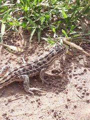 Stenocercus pectinatus