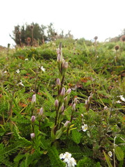 Gentianella magellanica