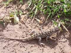 Stenocercus pectinatus