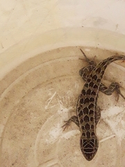 Stenocercus pectinatus