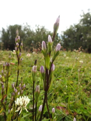 Gentianella magellanica