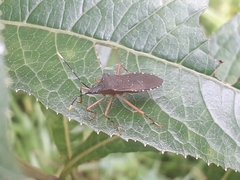 Leptoscelis elongator