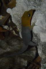 Gonatodes antillensis