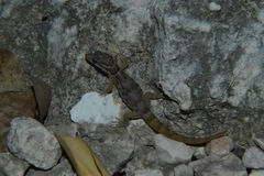 Gonatodes antillensis