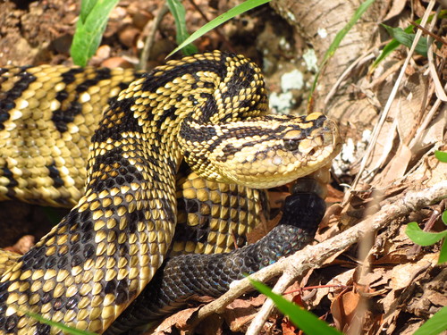 Totonacan Rattlesnake