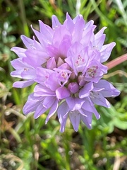 Allium serra