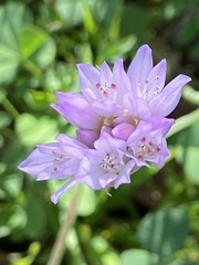 Allium serra