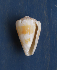 Conus lischkeanus