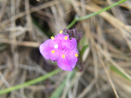 Cyanotis lapidosa (Cyanotis lapidosa)