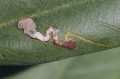 Stigmella rhamnella