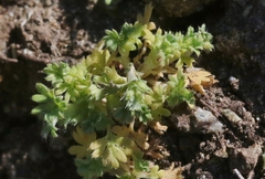 Alchemilla occidentalis