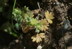 Alchemilla occidentalis