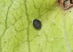 Aleuropleurocelus nigrans