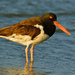 American Oystercatcher - Photo (c) Ad Konings, some rights reserved (CC BY-NC), uploaded by Ad Konings