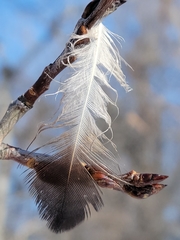 Perdix perdix