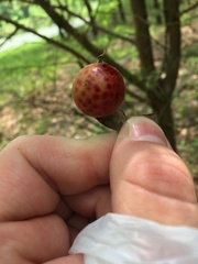 Atrusca quercuscentricola