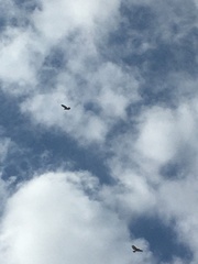 Buteo brachyurus