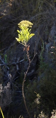 Notobubon galbanum