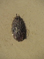 Chilomycterus mauretanicus