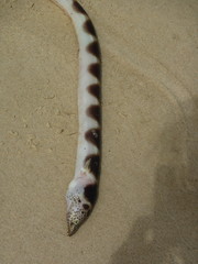 Pisodonophis semicinctus