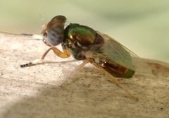 Physiphora clausa