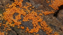 Hydropisphaera peziza