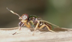 Physiphora clausa