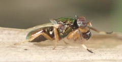 Physiphora clausa