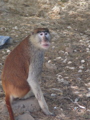 Erythrocebus patas patas