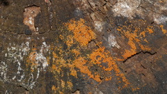 Hydropisphaera peziza