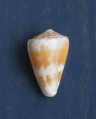 Conus lischkeanus